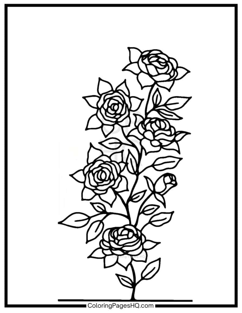 Fully bloomed rose bush page to color