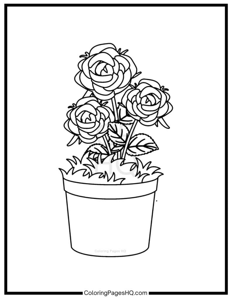 Rose bush in a clay pot sheet to color